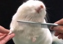 9GAG - Brushing chinchilla with comb
