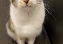 9GAG - cat disappointed after being told not to eat Facebook