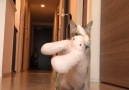 9GAG - Cat dragging plush bunny Facebook