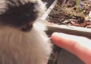 9GAG - Cat hissing at human&finger Facebook