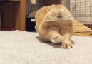 9GAG - Cute bunny yawning Facebook
