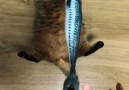 9GAG - Fat Cat Likes Fish Toy bomangco