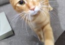 9GAG - ginger cat wanna play fetch Facebook