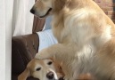 9GAG - GOdlen Retriever After Touching Doggos Facebook