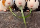 9GAG - 3 guinea pigs eating Facebook