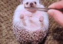 9GAG - Hedgehog Meal Time Facebook