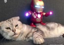 9GAG - Iron Man toy dances on Milu the cat Facebook