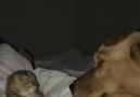 9GAG - Kitten smacks dog in the head Facebook