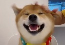 9GAG - Petting shiba crazily Facebook