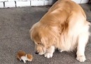 9GAG - Retriever protecting small kitty Facebook