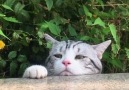 9GAG - Sad cat staring at scenery Facebook