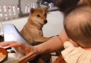 9GAG - Shiba wants pet when hooman is feeding baby Facebook