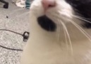 9GAG - Sing praise for the smartest Tuxedo cat Facebook
