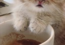 9GAG - sleepy scottish kilt kitten leaning on a coffee cup Facebook