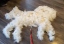 9GAG - Turning dog fur into a real dog Facebook