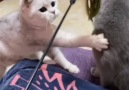 9GAG - white cat accidentally hits grey cat get smacked Facebook