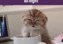 GAMINGbible - Sleepy Kitten Facebook