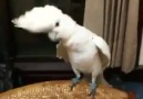 Gangnam Style Dansı Yapan Papağan!