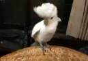 Gangnam Style dansı yapan sevimli papağan
