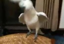 Gangnam Style oynayan kuş