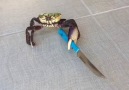 Gangsta Crab