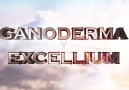 GANODERMA EXCELLİUM(BEYİN TONİĞİ) www.ganodermaizmit.com 05449...