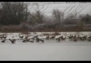 gansos en la nieve