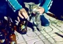 gardaşlık şarkısı söyleyen sarhoş kediler - Twitter Kullananlara Sövmek İçin Sayfa Açtım