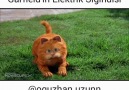 Garfield Kedemizin elektrik sıgıntısi fatura yüksek gelmiş