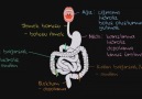 Gastrointestinal Yol ( Sindirim Yolu )