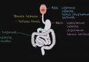 Gastrointestinal Yol (Sindirim Yolu) ile Tanışın!Paylaşalım