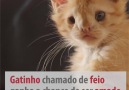 Gatinho chamado de feio ganha a chance de ser amado