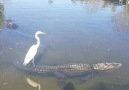 Gator surfing at Gatorland Orlando Florida.Credit Jim Schaller