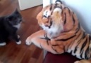 gato vs tigre