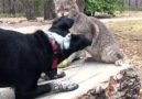 Gattissimi - Come cane e gatto Facebook