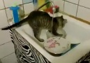 Gatto lava i piatti! :D