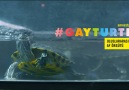 Gay Turtle