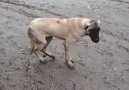 Gaziantep'te Halay Çeken Köpek