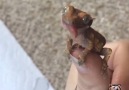 Gecko Sticks His Tongue Out