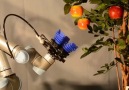 Gelecekte robotik tasarım.Bu sayede tarımı canlandırabilir miyiz