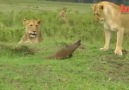 Gelincik aslanlara erkeklik yapıyor. Hemde ne erkeklik )