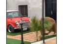 Gençlik başımda duman ilk aşkım ilk heyecan