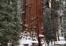 General Sherman is the largest tree in the world!!