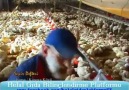Genetiği Değiştirilmiş 45 Günlük Suni Tavuklar
