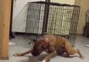 Genius Dog Escapes Cage