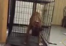 Genius Dog Escapes Cage o oLike And Share