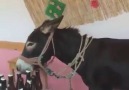 George the Greek Donkey !(y)