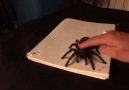 Gerçekçi 3D örümcek çizimi