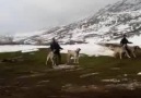 Gerçek kangal koyun köpekleri