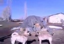 Gerçek kurtçul kangal koyun köpekleri